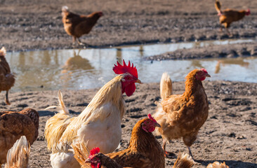 Ein Hahn lebt mit seinen Legehennen frei auf einem Bauernhof