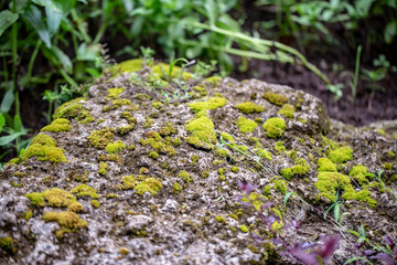 Close up photo of moss on rock