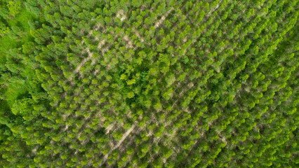 Aerial view of Cultivation trees and plantation in outdoor nursery. Beautiful Agricultural Plantations. natural background in motion.