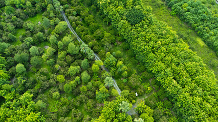 An aerial view of trees in the rainy season in rural northern Thailand. Drone flying over the forest, nature background. Flight over woods, natural background in motion.