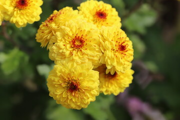 Fototapeta premium 日本の秋の公園に咲く黄色と赤の複色のスプレーギクの花