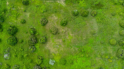 An aerial view of trees in the rainy season in rural northern Thailand. Drone flying over the forest, nature background. Flight over woods, natural background in motion.
