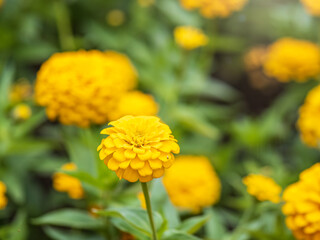 Yellow Zinnia flowers. Flowers zinnia elegans. Color nature background.