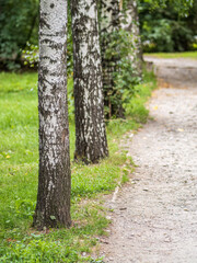 Summer walking path through the birch park in summer