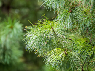 Cedar branches with long fluffy needles with a beautiful blurry background. Cedar branches with fresh shoots in spring.