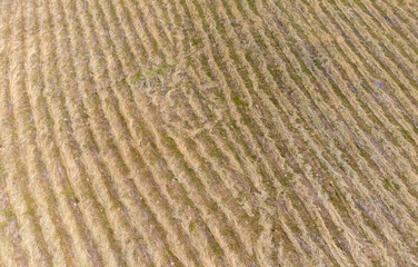 rows of mowed grass in the field
