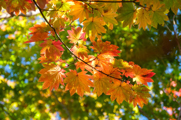 木漏れ日のもみじ