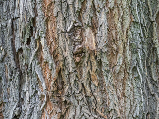 Obraz premium Texture of embossed bark of an old maple