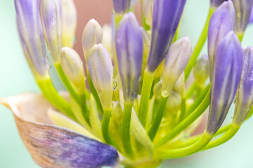 Close-up of blooming Agapanthus, or Lily of the Nile in the garden