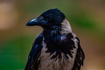 portrait of a raven close-up