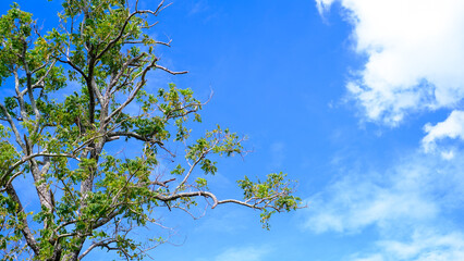 green leaves against blue sky