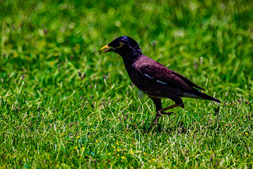  yellow-billed starling on а grass