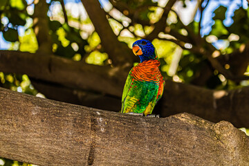 blue and yellow macaw on a tree