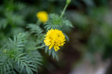 Photo of mexican marigold flower. Blurred background.