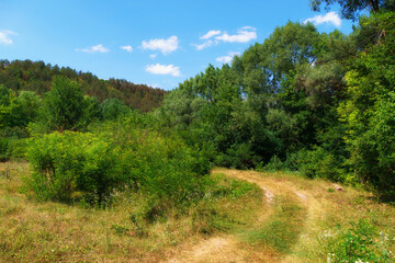 Fototapeta na wymiar ground road in a wild forest, beautiful summer landscape, bright sunlight, trees and hill