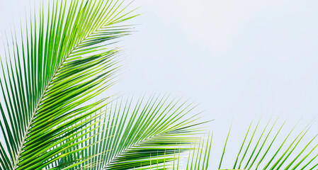 coconut leaves on a beautiful sky background