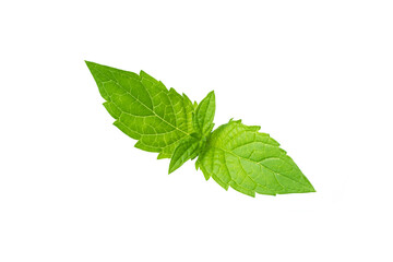 Obraz premium Leaf of mint peppermint isolated on white background. Green menthol herb. Fresh plant herbal for aroma