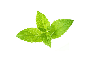 Leaf of mint peppermint isolated on white background. Green menthol herb. Fresh plant herbal for aroma