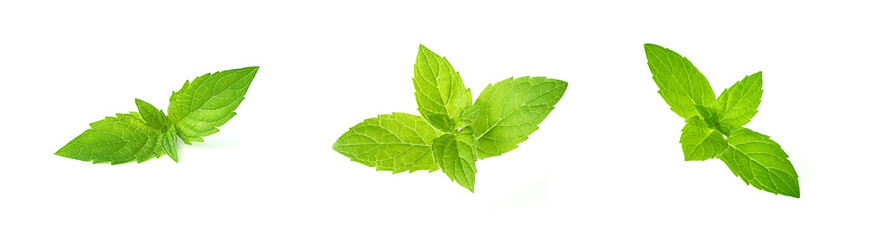 Leaf of mint peppermint isolated on white background. Green menthol herb. Fresh plant herbal for aroma