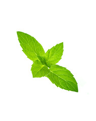 Fototapeta na wymiar Leaf of mint peppermint isolated on white background. Green menthol herb. Fresh plant herbal for aroma