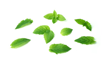 Leaf of mint peppermint isolated on white background. Green menthol herb. Fresh plant herbal for aroma