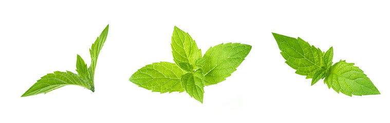 Leaf of mint peppermint isolated on white background. Green menthol herb. Fresh plant herbal for...