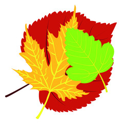 Autumn leaves. Top view of fall tree leaf. Flat vector illustration isolated on white background. Autumn landscape, autumn leaves. Set of Autumn Leaves Vector Illustration. 
