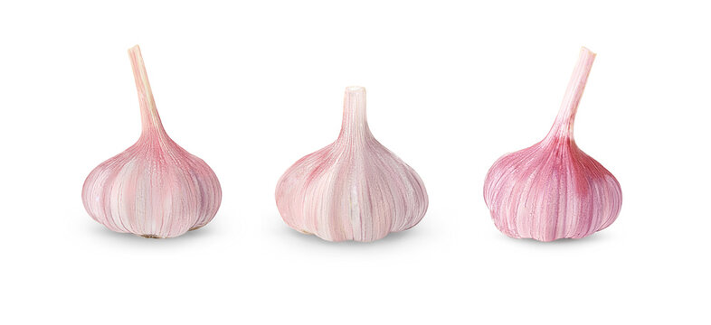Isolated whole garlic. Fresh garlic with cloves on a white background. Spice for health.