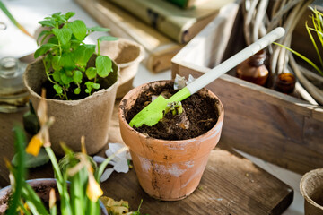 Gardening. Seedlings of vegetables in flower pots, ground, and gardening tools on a white concrete background top view. Home garden.