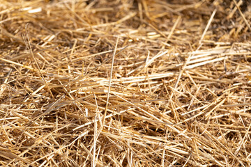 Paja (heno) en un campo recién cosechado al sol