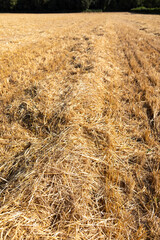 Hilera de paja (heno) en un campo reci&eacute;n cosechado
