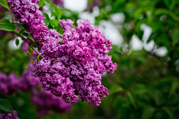 Closeup of common Lilac (Syringa vulgaris) outdoor in spring. Beautiful blooming purple lilac branch.