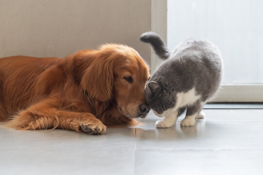 British Shorthair Cat Rubs Head Against Golden Retriever