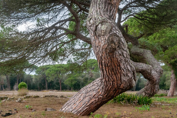 Pine trees with the trunk shaped by the wind in the natural park of Migliarino, San Rossore, Massaciuccoli, Pisa, Italy