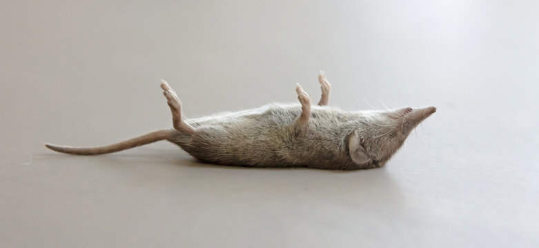Dead mouse rodent in house or home