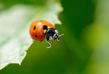 Ladybug on a green leaf in nature.