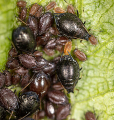 Small black aphids on a green leaf of a tree.