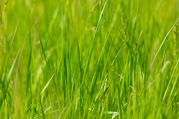 Green grass in nature as a background.