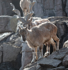 Herd of mountain goats in nature.
