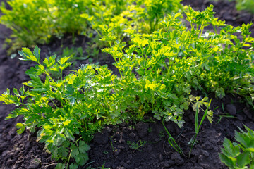 Green leaves of parsley on the beds