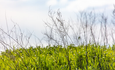 Dry grass in the field against the sky.