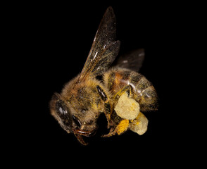 The bee is isolated on a black background.