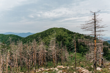 Obraz premium High mountains of Russia, Mount Falaza with trees broken by the wind, forest after a fire