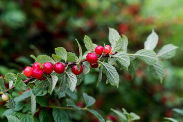 Cherry branch. Red ripe berries on the cherry tree.