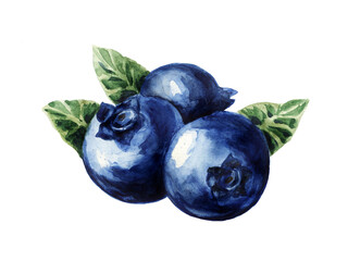 Three juicy blueberries on a white background, watercolor illustration.