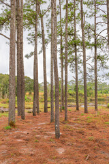 Pine trees view from below into the sky