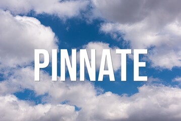 PINNATE - word on the background of the sky with clouds.