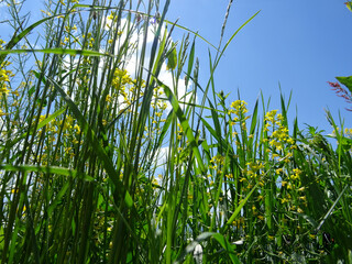 Fototapeta premium A walk in the mountainous area, aromatic herbs