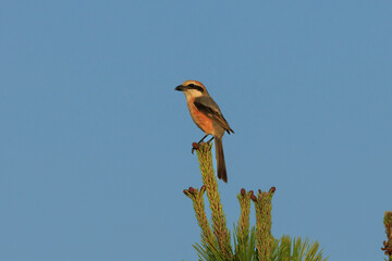 A shrike standing in the setting sun, perching on a pine tree