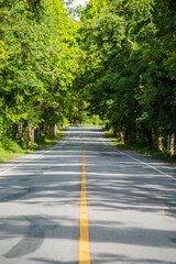 Obraz premium road in to the forest